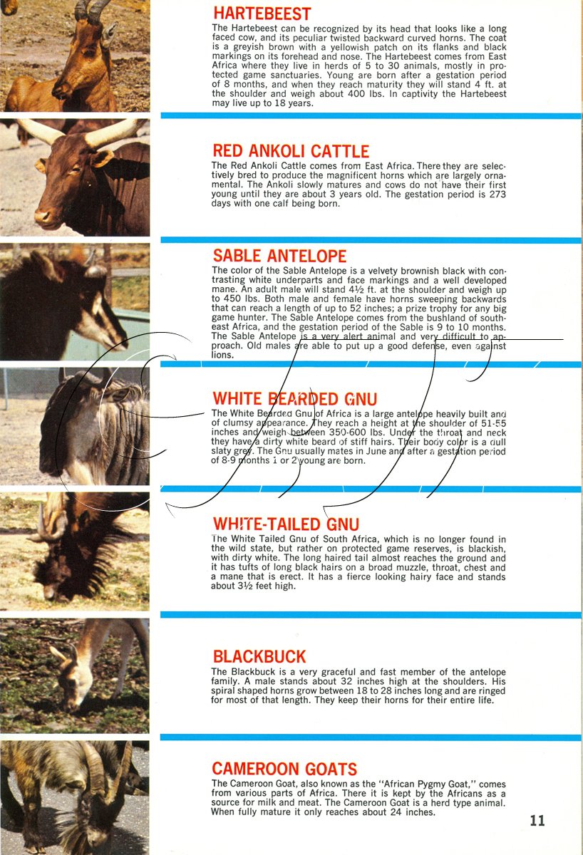 How to Book a Great Safari on a Budget How to Book a Great Safari on a Budget